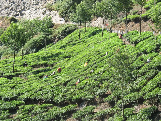 Teeplantage