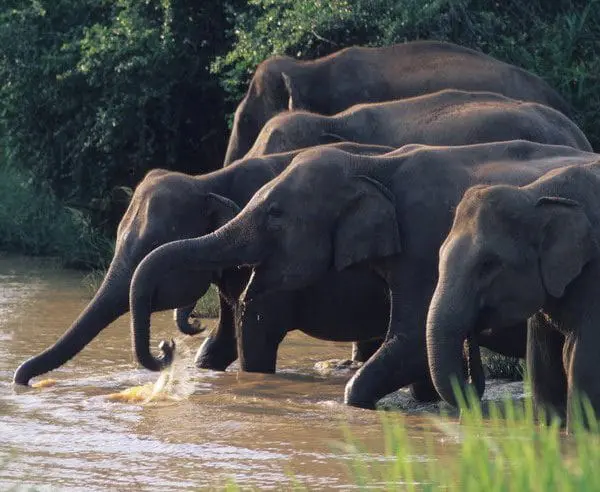 Indische Elefanten