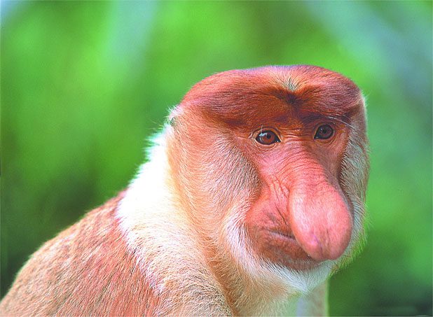 Borneo