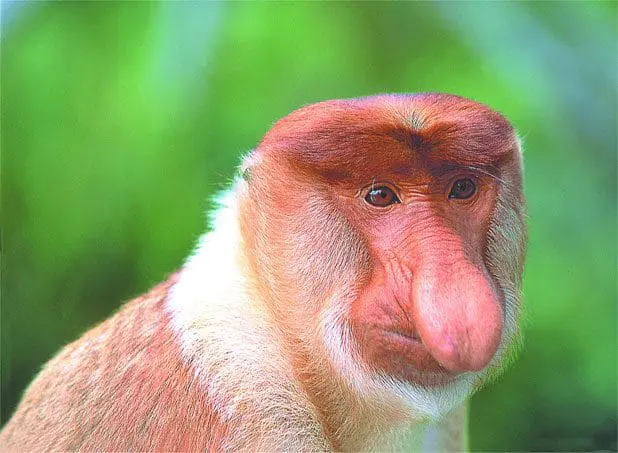 Borneo