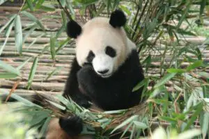 Panda in China