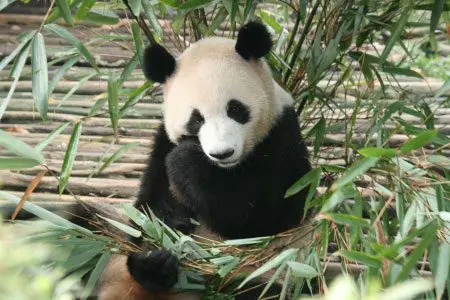 Panda in China