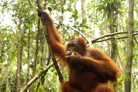 Orang Utan auf Borneo