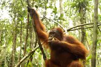 Orang Utan auf Borneo