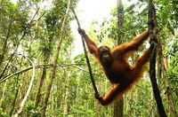 Orang Utan auf Borneo