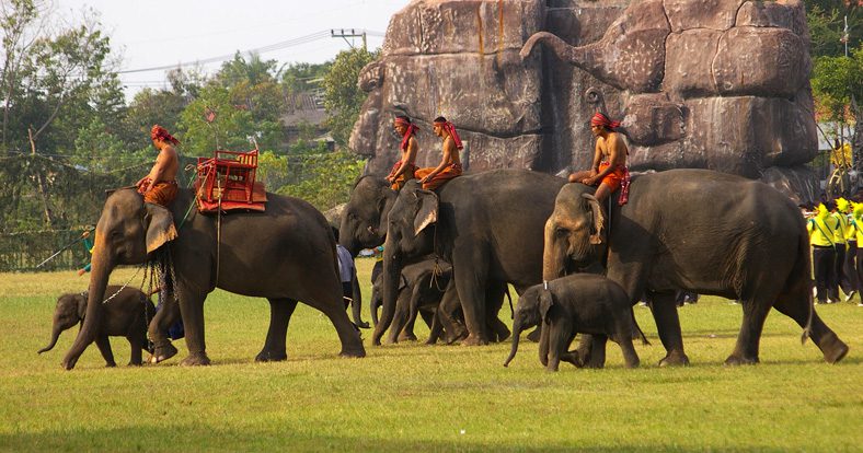 Elefanten in Surin