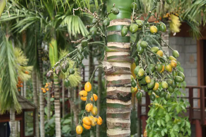 Hainan