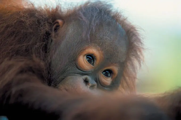 lernidee-borneo-03