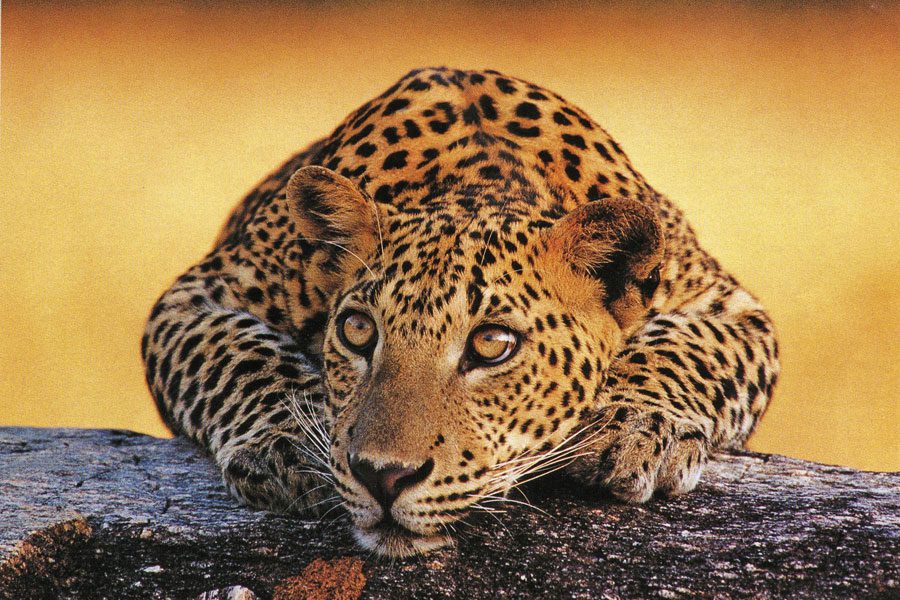 Diamir-leopard