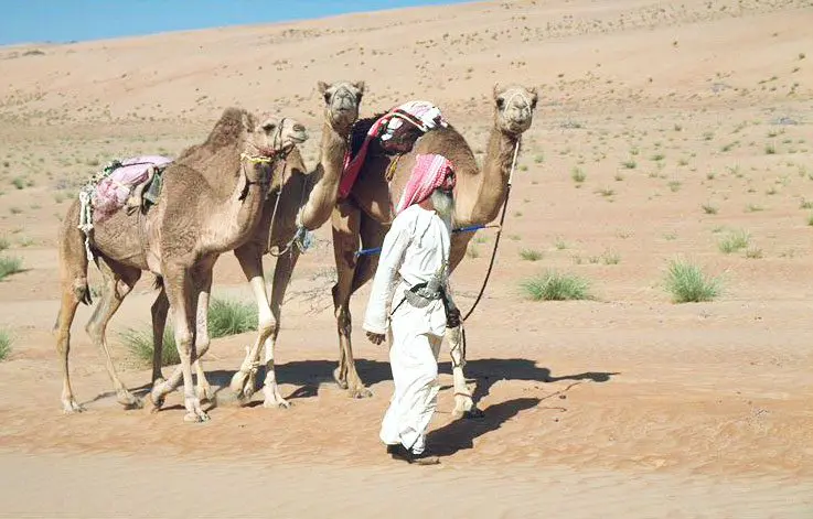 Nomad