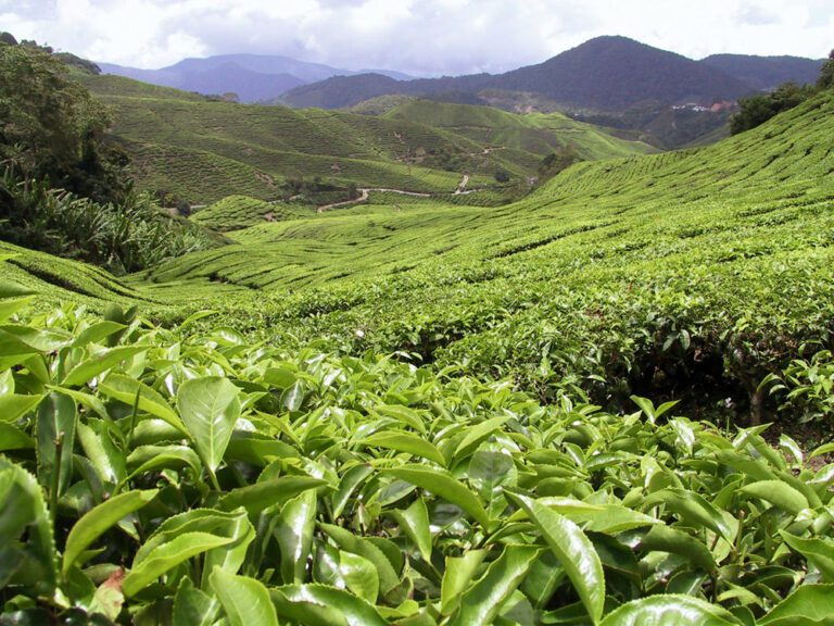 lotus-travel-service