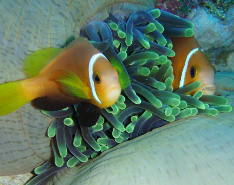 EAST ASIA-Anzeigebild