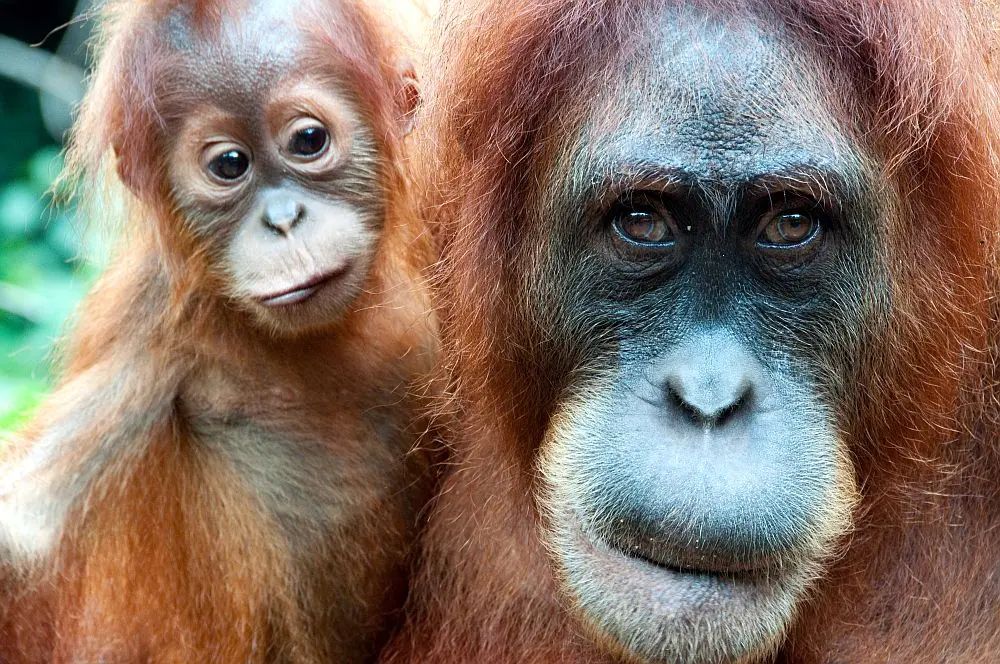 Besucher beobachten Orang-Utans im Sepilok Rehabilitationszentrum, Borneo - Artenschutz und Bildung
