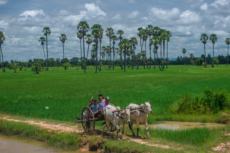 buffalo-tours-1-ochsenkarren