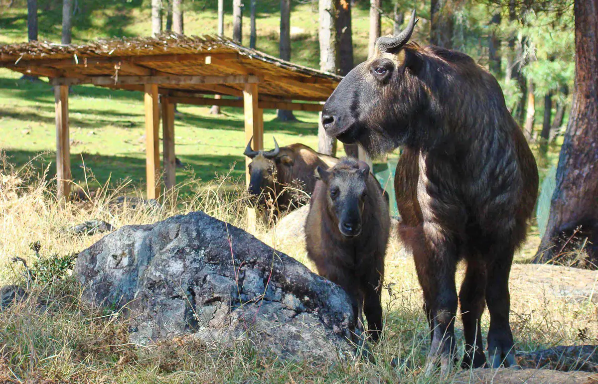 eat-takin-1