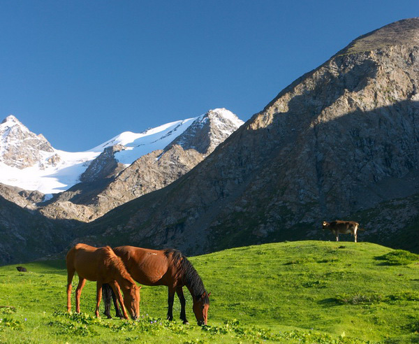 ae-erlebnisreisen-titelbild-horses-on-mountaines-pasture-in-Kyrgyzstan-at-bashi-sierra
