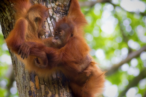 buffalo-tours-4-orang-utan-zentrum