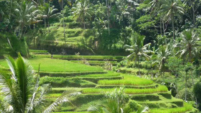id-reisewelt-2-sattgrne-reisterrassen-auf-bali