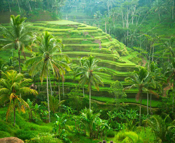 2--Thinkstock-iStockphoto  kR  147762642  Rice-fields-on-Bali-island