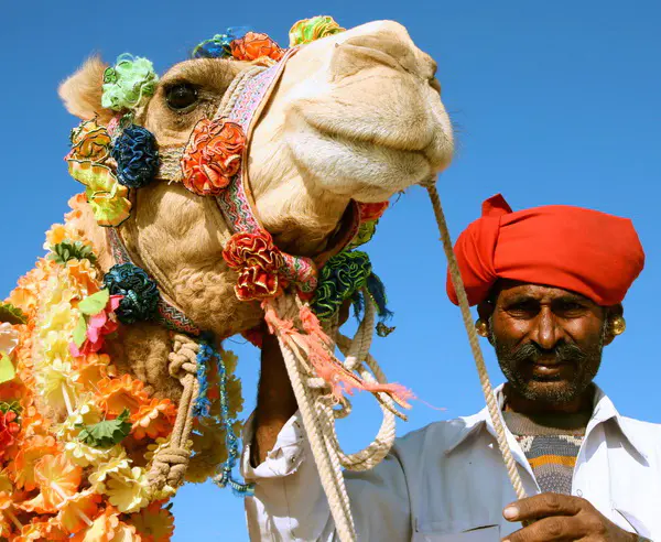 a  e erlebnisreisen Rajasthan Head of a camel on safari - desert Rajasthan India