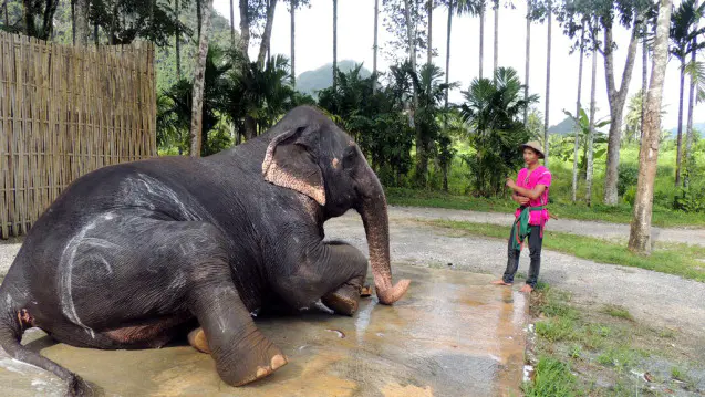 mahout-und-sein-elefant