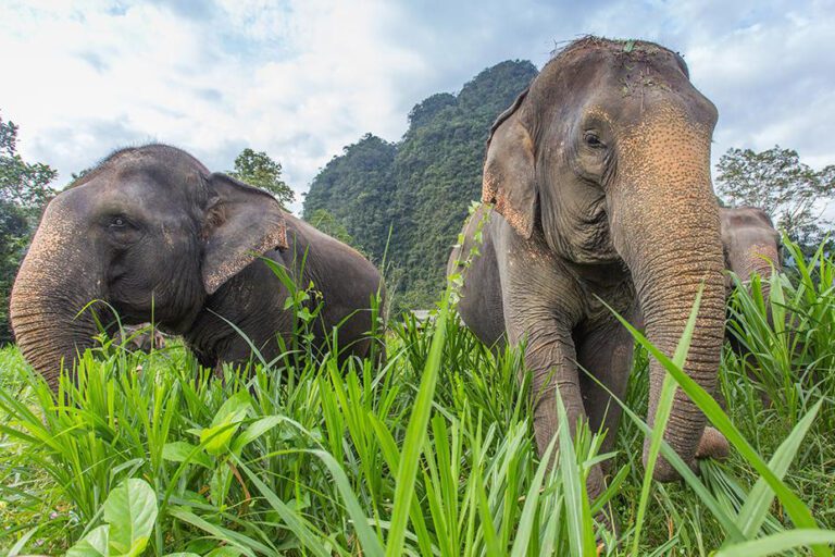 T1 Elephant Experience