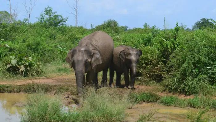 ID 2 udawalawe-nationalpark-elefanten-2015fr-web
