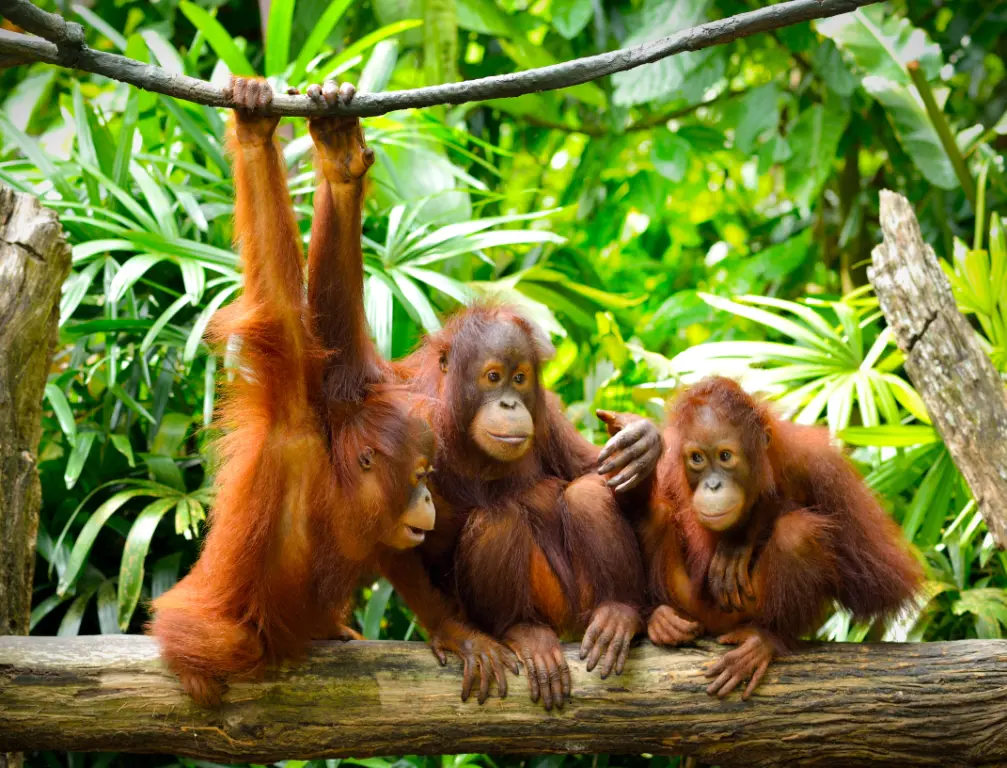 TO Borneo DreiSeOrangUtanBabys shutterstock 198517937