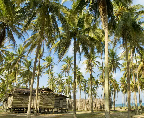 ae Thinkstock iStockphoto  kR  89912313  Old wooden house among coconut trees