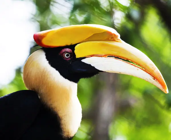 David Evison Dreamstime.com 16817872 Great Hornbill