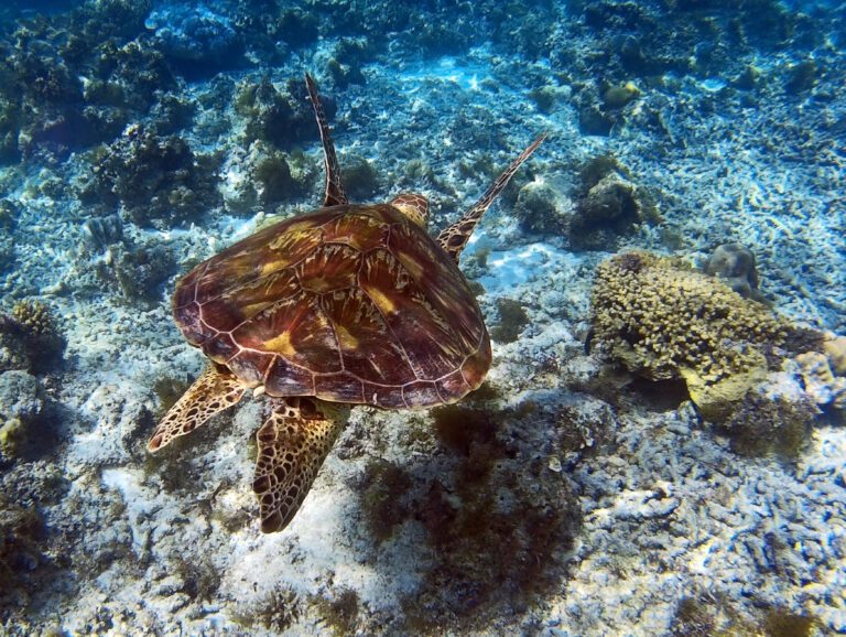 Wasserschildkrte shutterstock 378983899