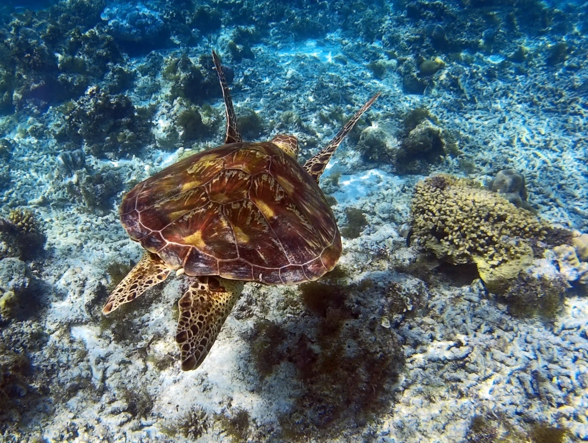 Wasserschildkrte shutterstock 378983899