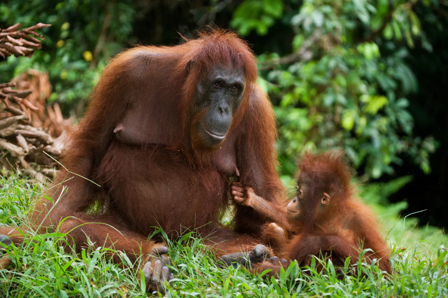 orang-utans-shutterstock 350240348