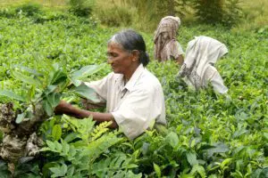 sri-lanka-eat