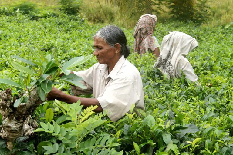 sri-lanka-eat