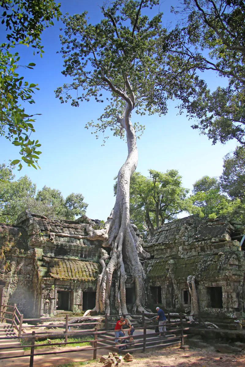 REP-Angkor-Ta-Prohm