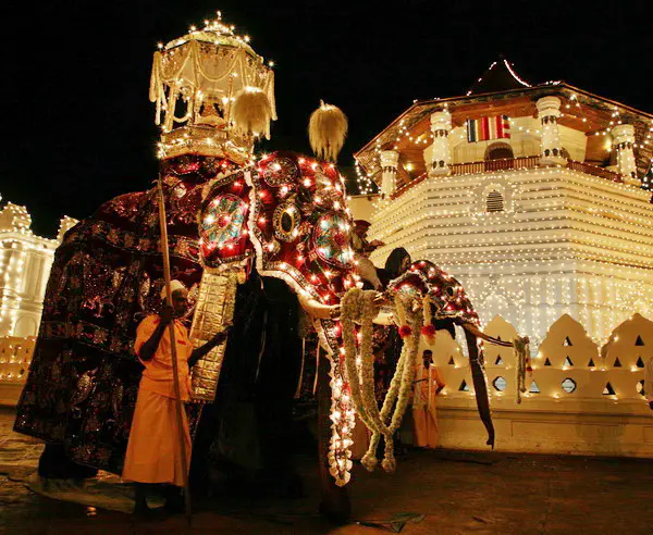 Elefant mit heiligem Zahn Buddhas bei der Kandy Perahera - religiöses Fest in Sri Lanka