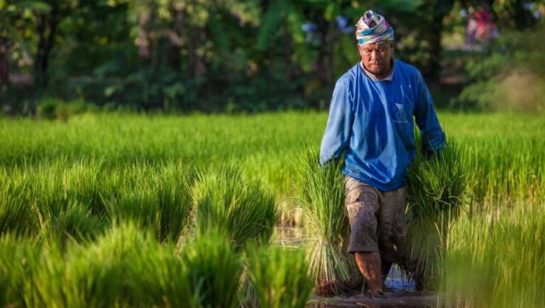 thailand-bauer-auf-dem-reisfeld
