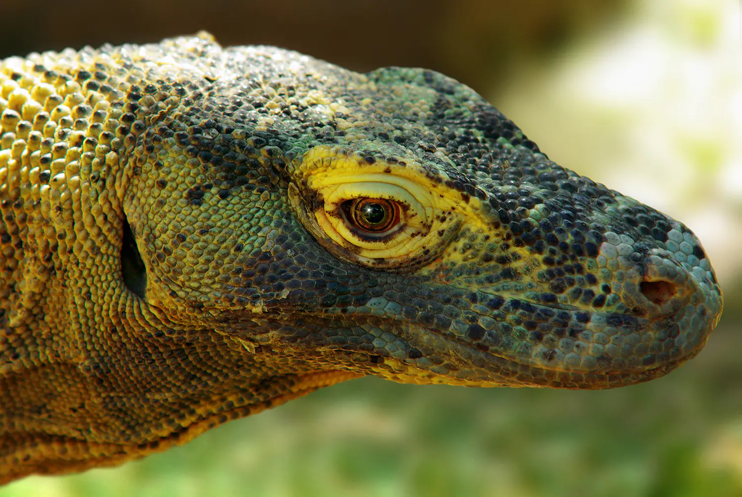 Komodo-Seraya-Island