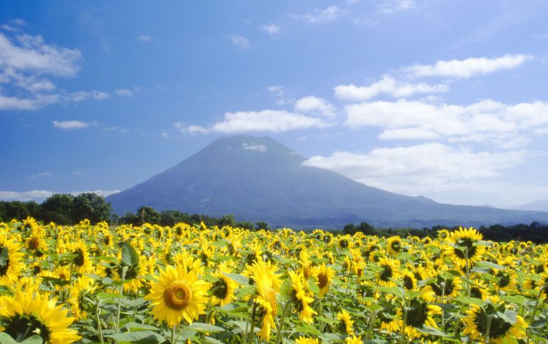 Mount-Yotei-and-Sunflower-Field-2