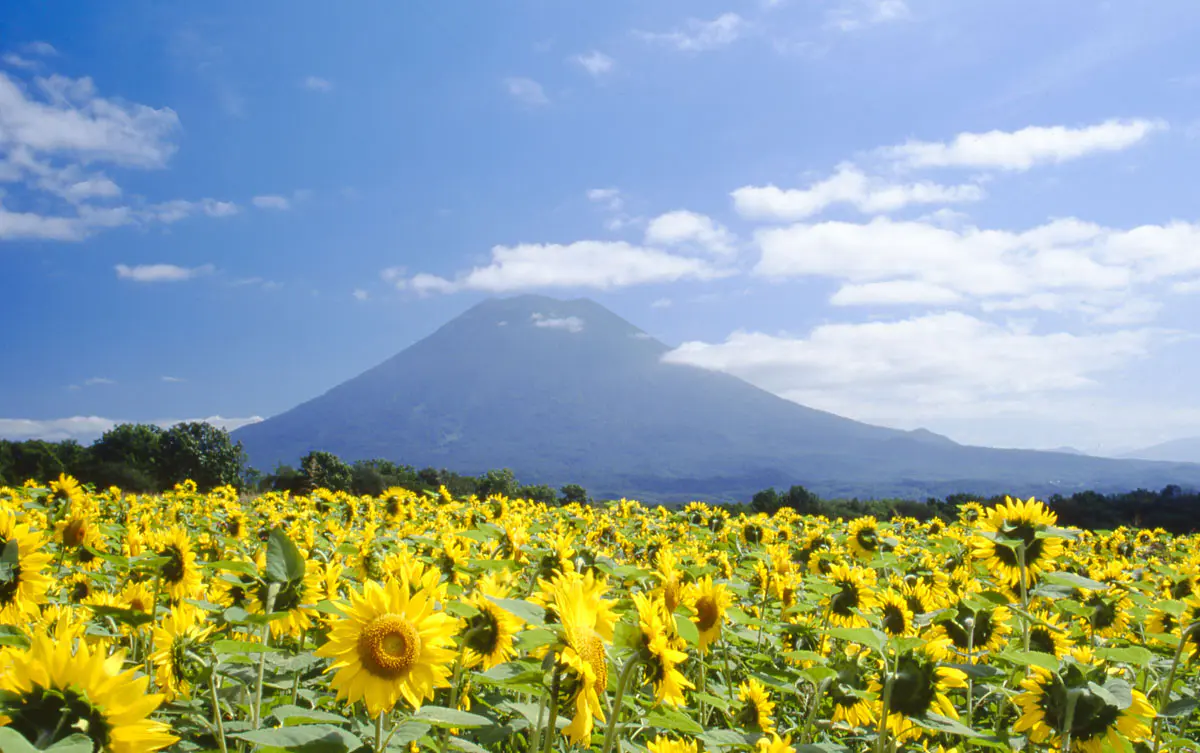 Mount-Yotei-and-Sunflower-Field-2