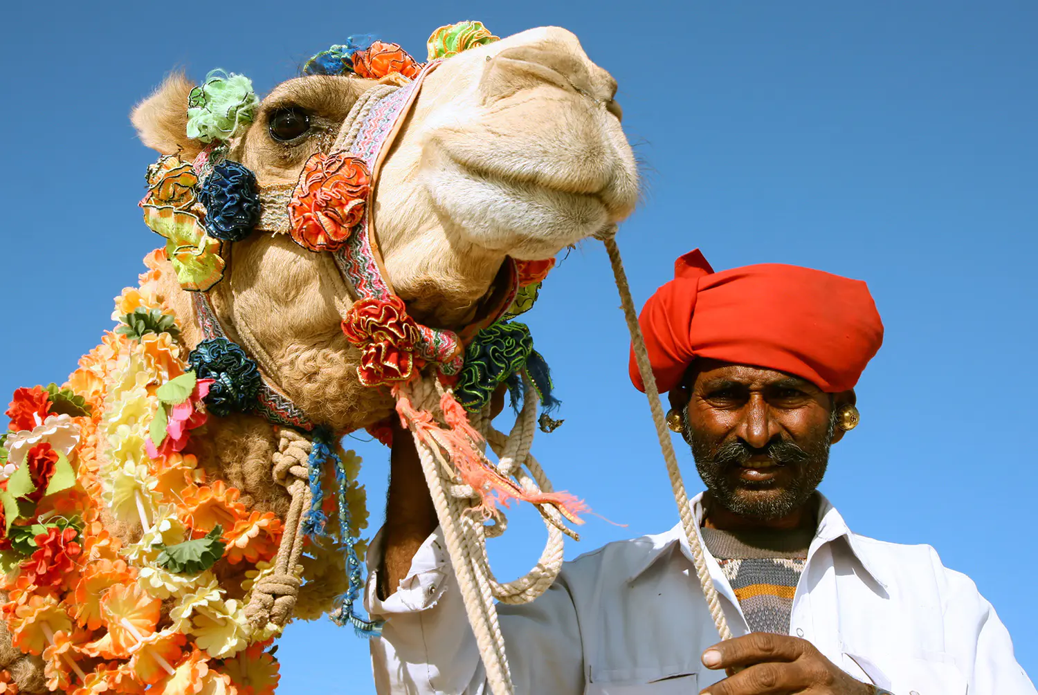 Titelbild-Kopf-von-einem-Kamel-Wuestensafari-rajasthan-India