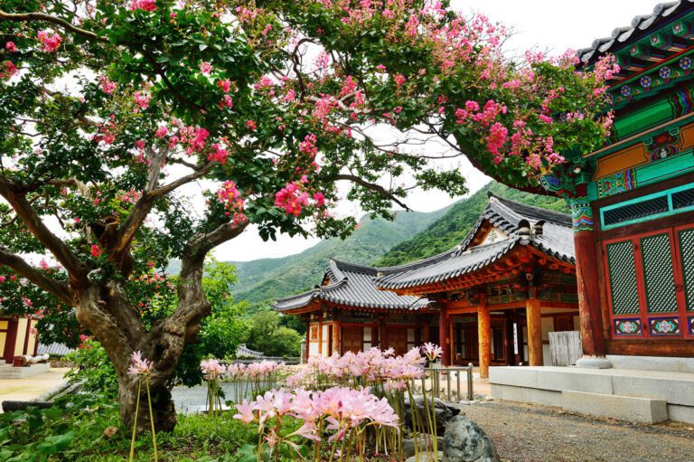 Resurrection-Lilies-and-a-Crape-Myrtle-Tree Copyright-Korea-Tourism-Organization Titelbild