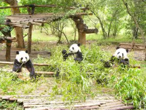 Titelbild-Pandas