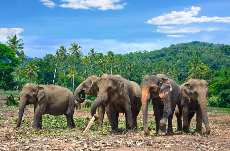 Wilpattu-Nationalpark-Elefanten