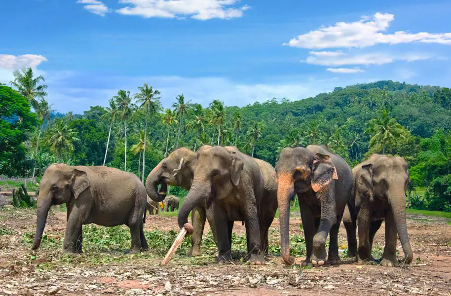 Wilpattu-Nationalpark-Elefanten