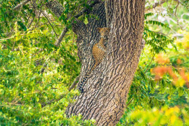Wilpattu-Nationalpark-Leopard-Anzeigenbild
