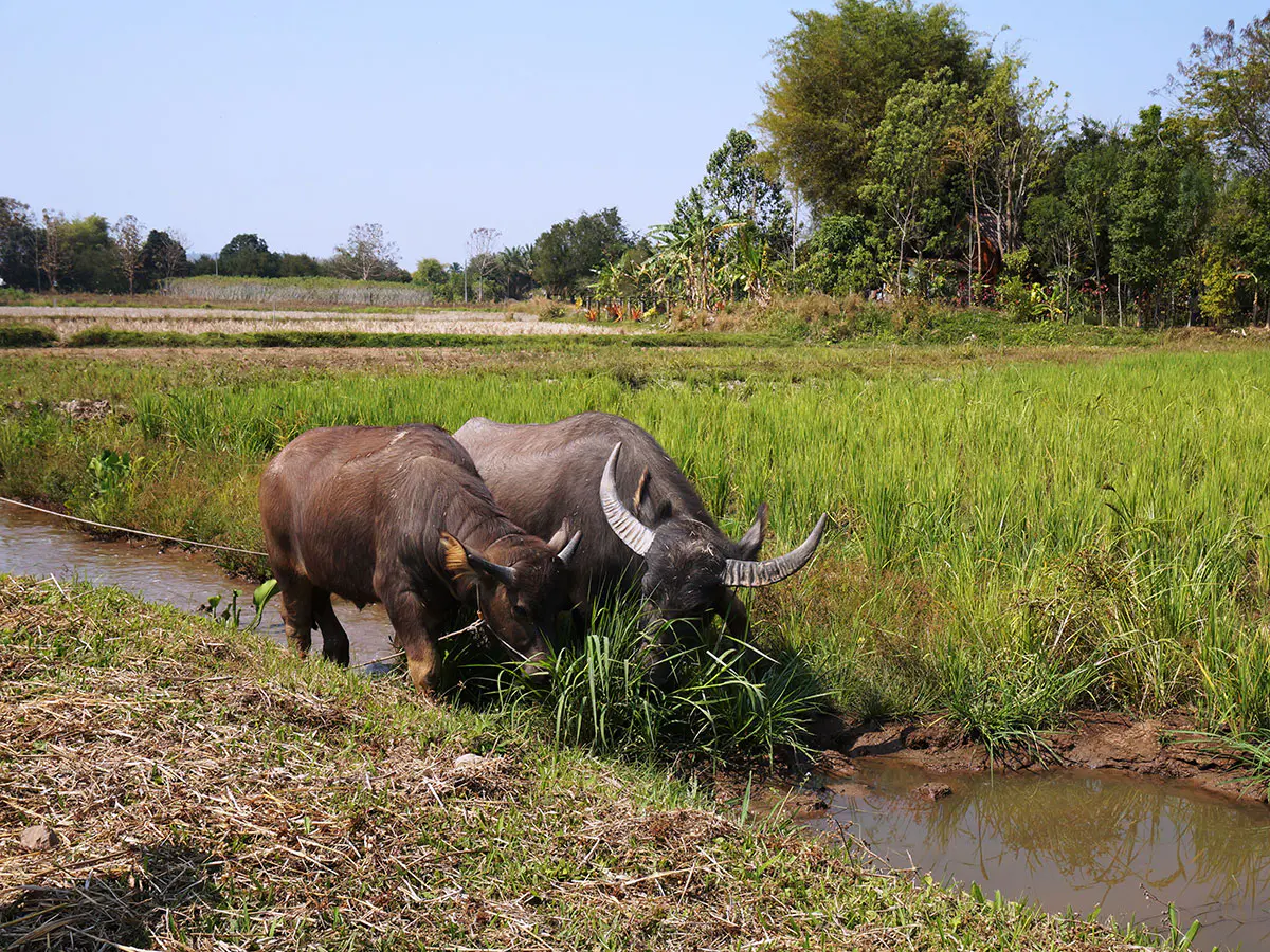loei-chiang-khan-reisfeld-wasserbueffel-arbeiten