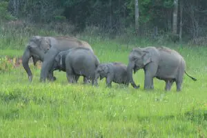 Khao-Yai-Natur-Life