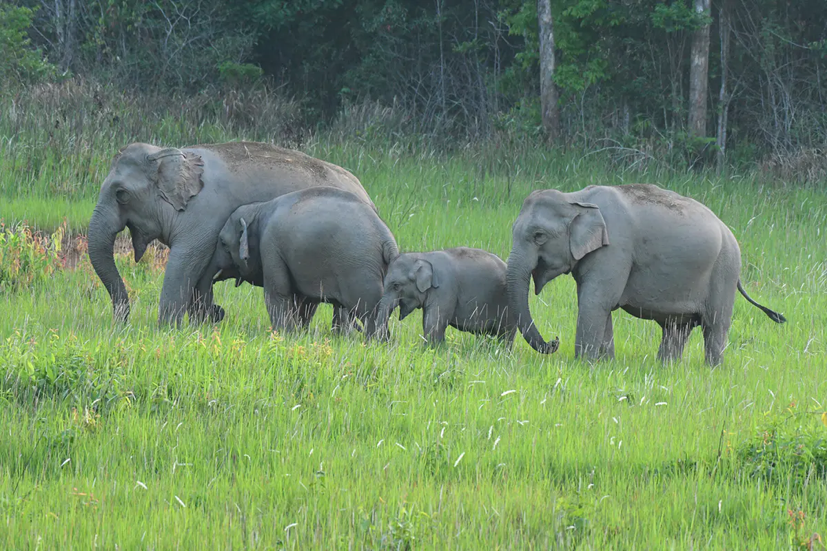 Khao-Yai-Natur-Life
